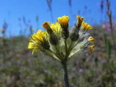 Pilosella cymosa