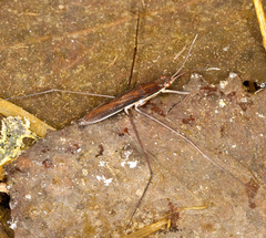 Limnoporus rufoscutellatus