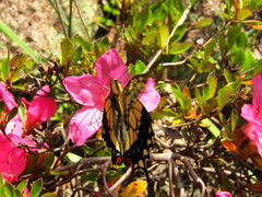 Papilio machaon hippocrates