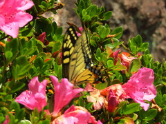 Papilio machaon hippocrates