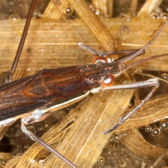 Limnoporus rufoscutellatus