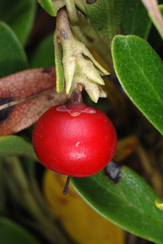 Bearberry