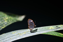 Pteronymia simplex