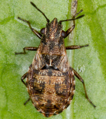 Nithecus jacobaeae