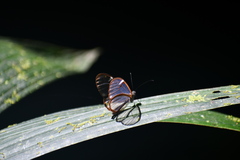 Pteronymia simplex