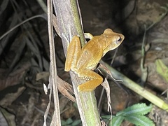 Polypedates occidentalis