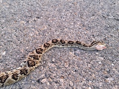 Crotalus tzabcan