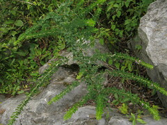 Lespedeza lichiyuniae