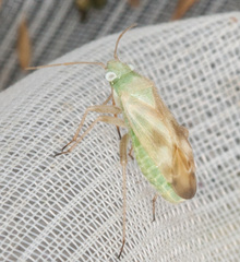 Megalocoleus molliculus