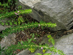 Lespedeza lichiyuniae