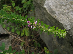 Lespedeza lichiyuniae