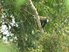 Cercopithecus neglectus
