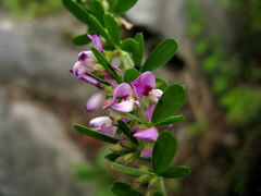 Lespedeza lichiyuniae