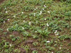 Habenaria grandifloriformis