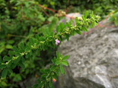 Lespedeza lichiyuniae