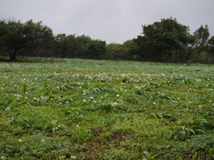 Habenaria grandifloriformis