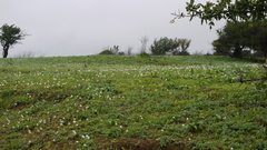 Habenaria grandifloriformis