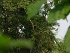 Cercopithecus neglectus