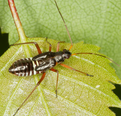 Miris striatus