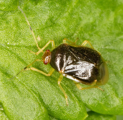 Monalocoris filicis