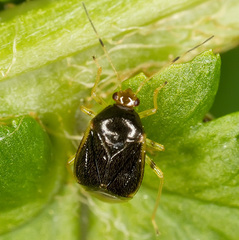 Monalocoris filicis