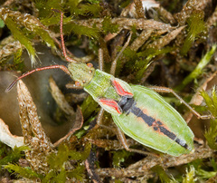 Myrmus miriformis