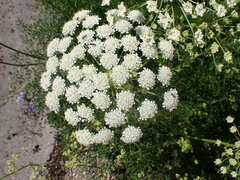 Laserpitium gallicum