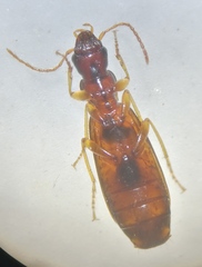 Paradromius linearis