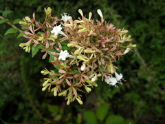 Abelia chinensis