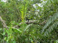 Cercopithecus neglectus