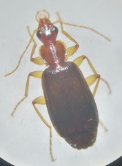 Dromius