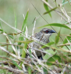 Centropus superciliosus
