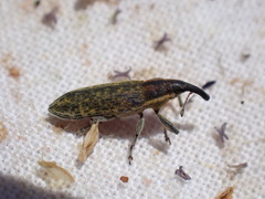 Lixus filiformis