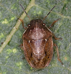 Neottiglossa pusilla