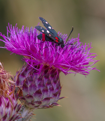 Zygaena ephialtes