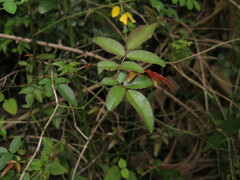 Rosa banksiae normalis
