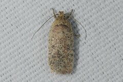 Agonopterix nervosa