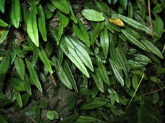 Lemmaphyllum rostratum