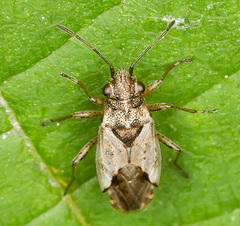 Nysius thymi