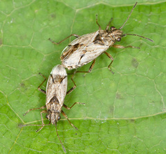 Nysius thymi
