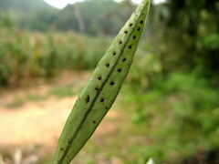 Lemmaphyllum rostratum