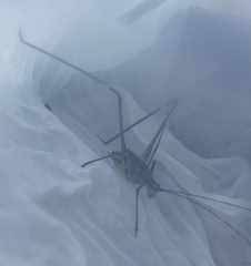 Phaneroptera nigroantennata