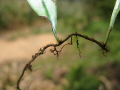 Lemmaphyllum rostratum