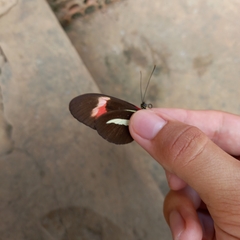 Heliconius erato