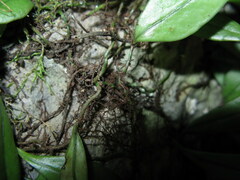 Lemmaphyllum rostratum