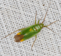 Orthotylus ericetorum