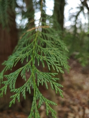 Thuja
