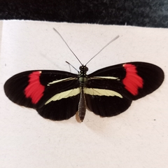 Heliconius erato