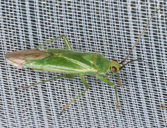 Orthotylus marginalis