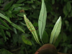 Lemmaphyllum rostratum